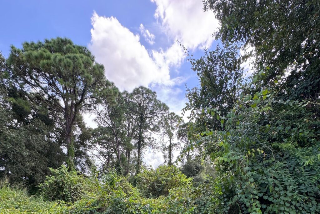 Vacant homesite in the Lakewood Park neighborhood